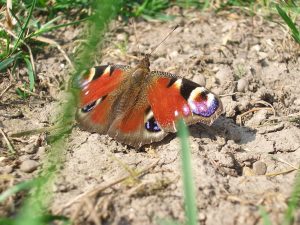 Schmetterling