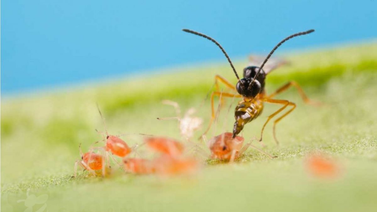 Nutzlinge Im Garten Gartengestaltung Reinisch